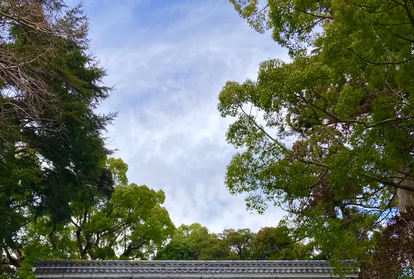 来宮神社の写真・動画_image_671186