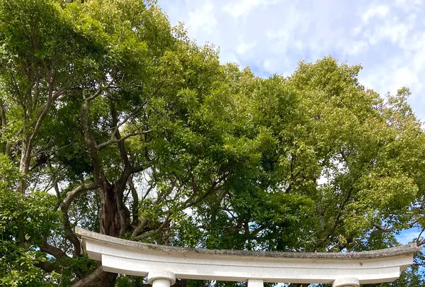 来宮神社の写真・動画_image_671188