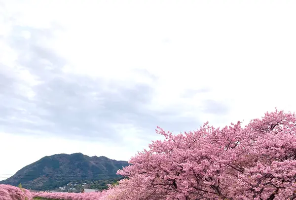 かわづいでゆ橋の写真・動画_image_671191