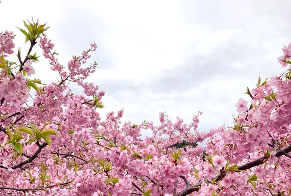 かわづいでゆ橋の写真・動画_image_671192