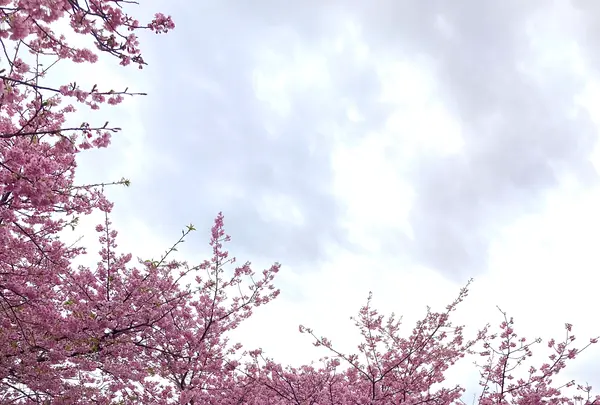 舘橋（静岡県賀茂郡河津町）の写真・動画_image_671198