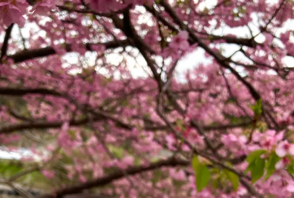 来宮橋の写真・動画_image_671512