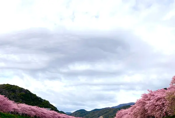 河津桜まつりの写真・動画_image_671513
