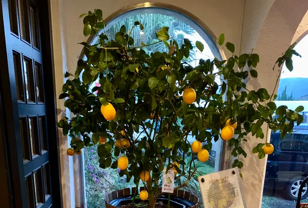 リードパークリゾート八丈島の写真・動画_image_672861