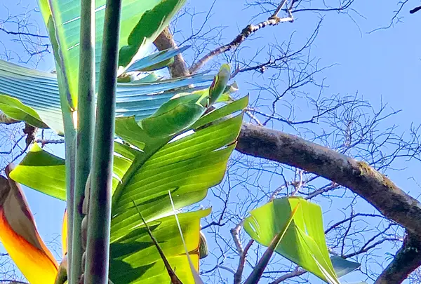 八丈植物公園の写真・動画_image_673598