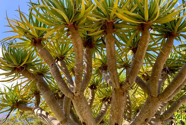 八丈植物公園の写真・動画_image_673599