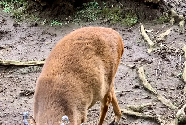 八丈植物公園の写真・動画_image_673608