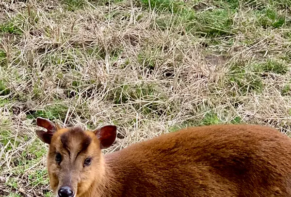 八丈植物公園の写真・動画_image_673609