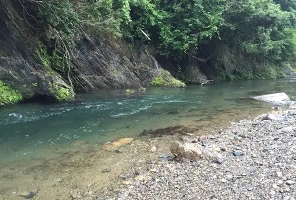 清流「安曇川（あどがわ）」