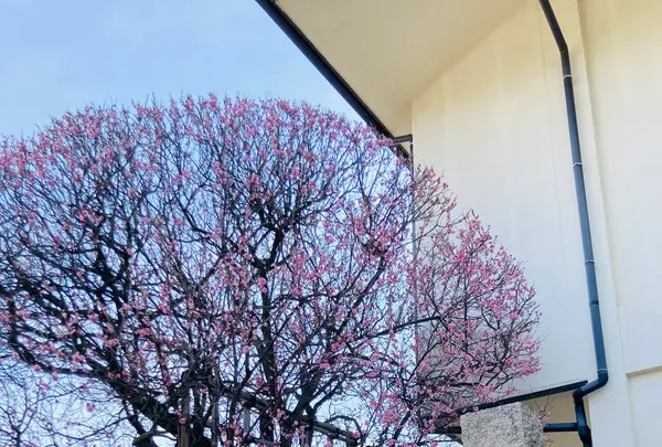 柿本神社の写真・動画_image_675357