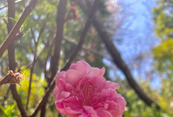銭洗弁財天 宇賀福神社の写真・動画_image_679155