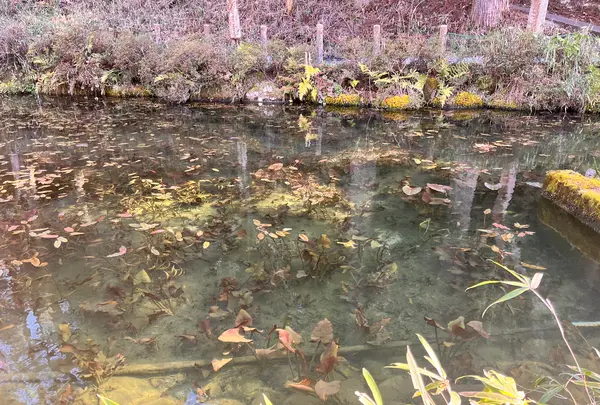 モネの池（名もなき池）の写真・動画_image_679954