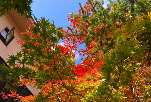 お宿 木の葉の写真・動画_image_680572