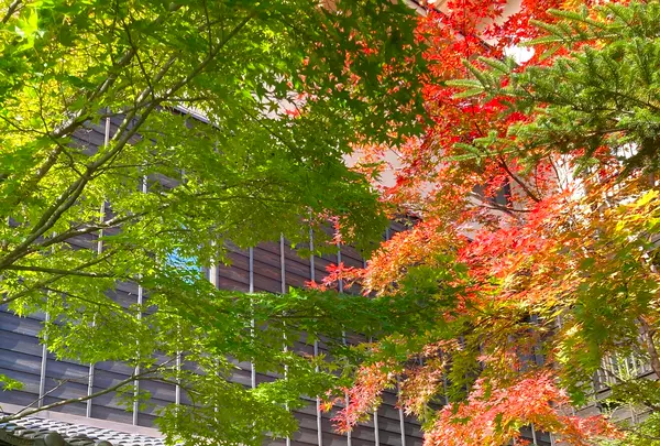 お宿 木の葉の写真・動画_image_680582