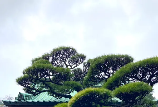 長谷寺の写真・動画_image_680686