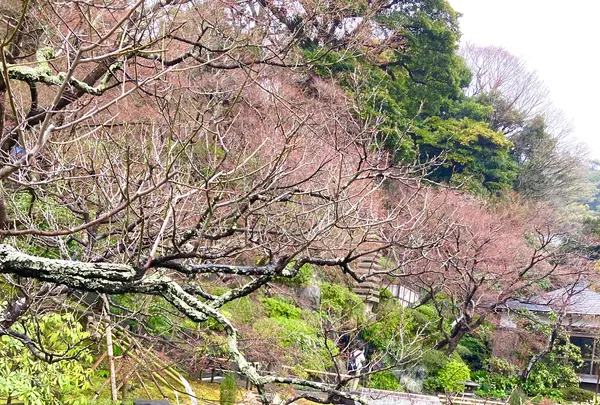 長谷寺の写真・動画_image_680689