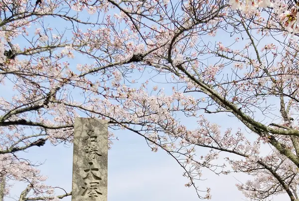大覚寺の写真・動画_image_681025