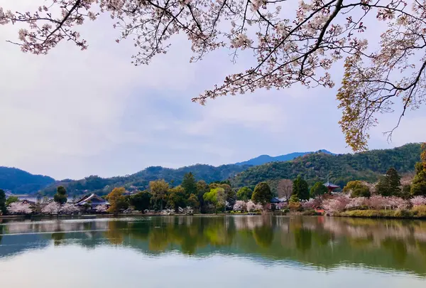 大覚寺の写真・動画_image_681026