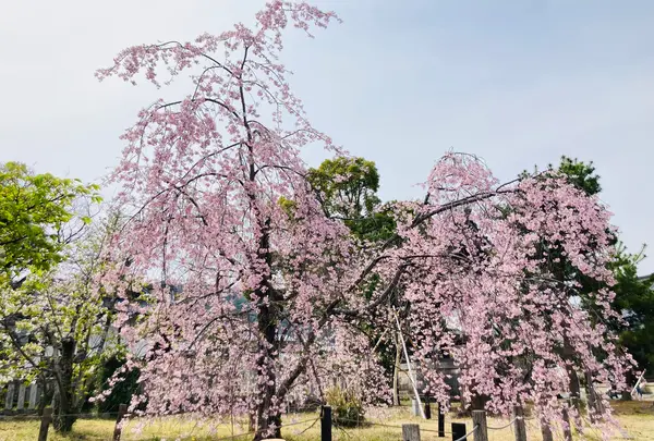 嵯峨釈迦堂（清凉寺）の写真・動画_image_681039