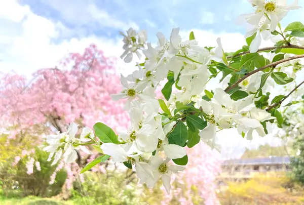 原谷苑の写真・動画_image_681071