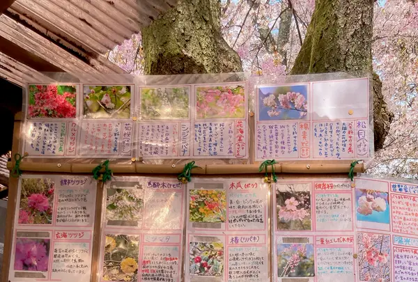 原谷苑の写真・動画_image_681073