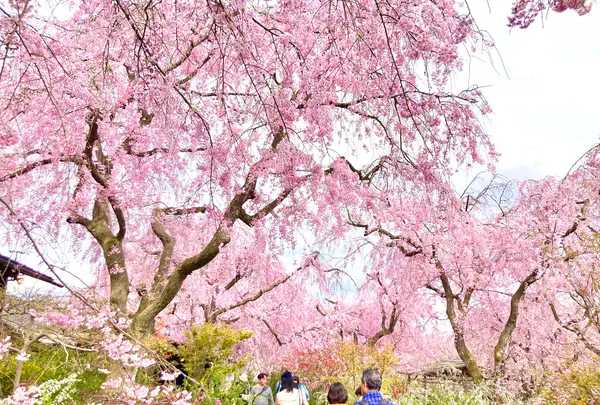 原谷苑の写真・動画_image_681074