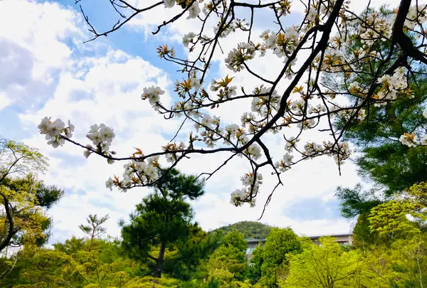 等持院の写真・動画_image_681083