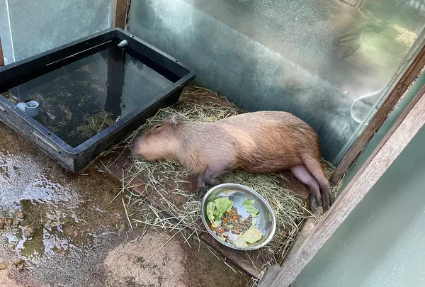 栃木県なかがわ水遊園の写真・動画_image_681616