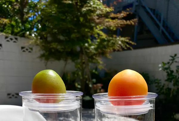梅体験専門店　蝶屋　鎌倉店の写真・動画_image_682141