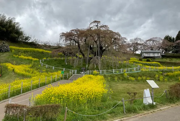 三春滝桜の写真・動画_image_682189