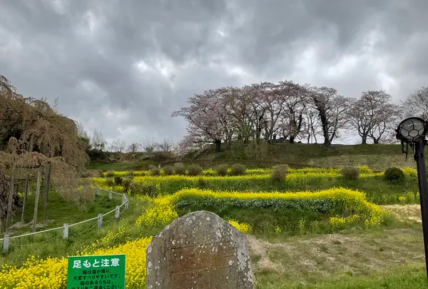 三春滝桜の写真・動画_image_682190