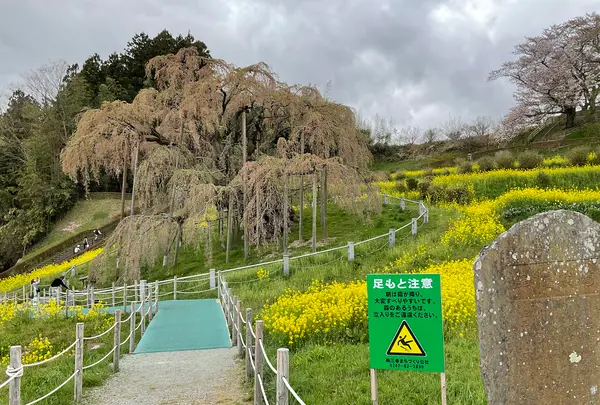 三春滝桜の写真・動画_image_682191