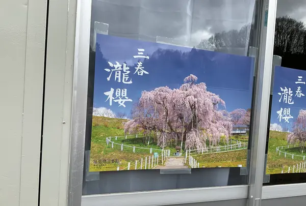 三春滝桜の写真・動画_image_682194