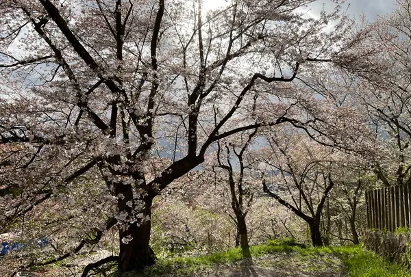 烏帽子山公園の写真・動画_image_682215