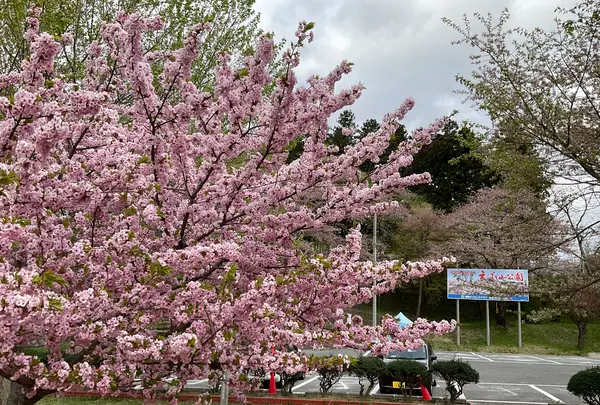 烏帽子山公園の写真・動画_image_682216