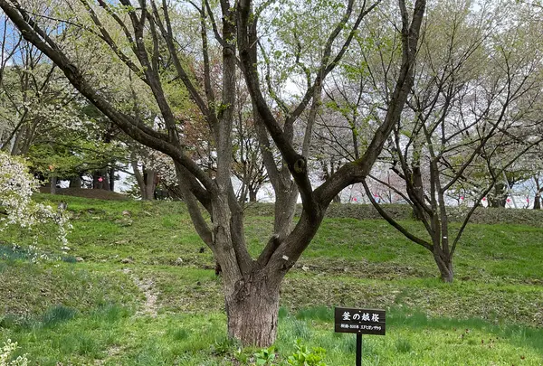 烏帽子山公園の写真・動画_image_682217