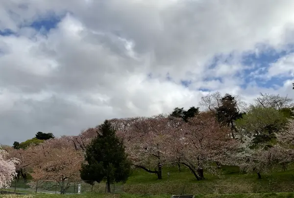 烏帽子山公園の写真・動画_image_682222
