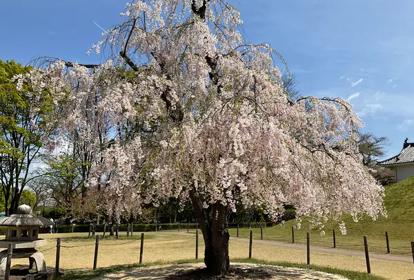 山形城 本丸一文字門の写真・動画_image_682352