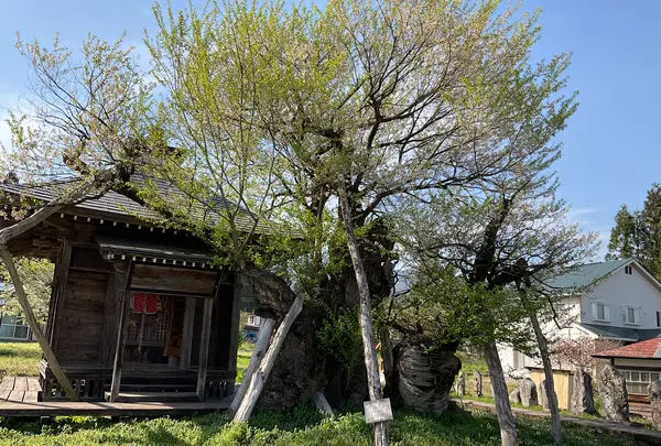 薬師堂(薬師桜)の写真・動画_image_682361