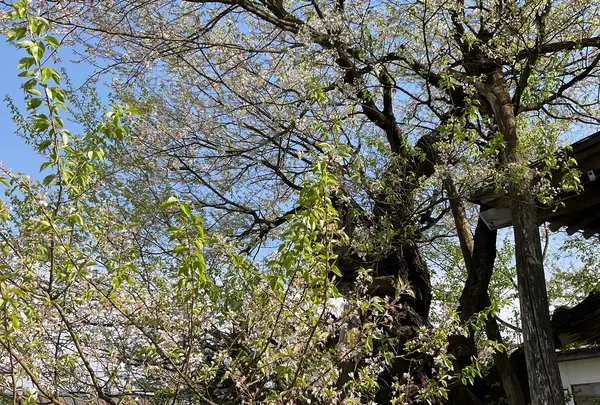 薬師堂(薬師桜)の写真・動画_image_682363