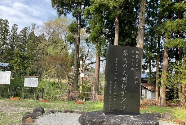 草岡の大明神ザクラの写真・動画_image_682364