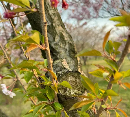 上堰潟公園の写真・動画_image_682444