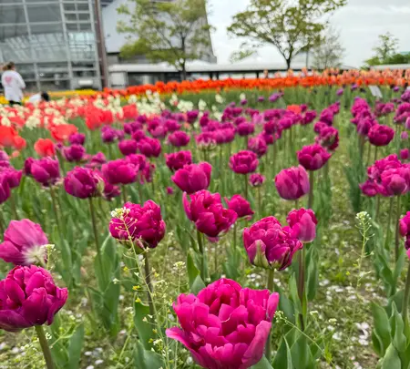 道の駅 新潟ふるさと村の写真・動画_image_682447