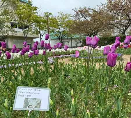 道の駅 新潟ふるさと村の写真・動画_image_682453
