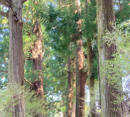 高天彦神社の写真・動画_image_683934