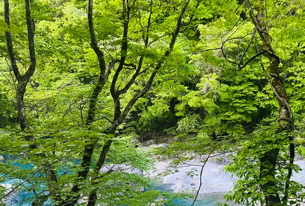抱返り渓谷の写真・動画_image_685396