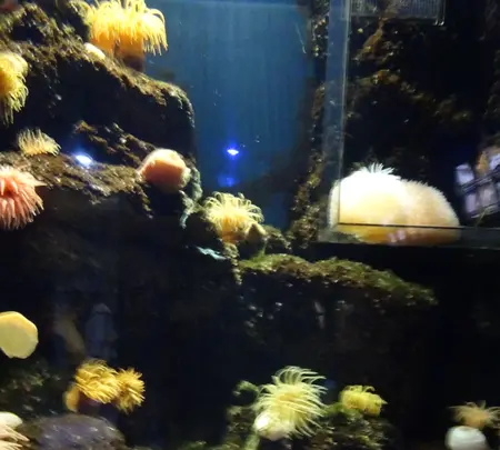 鶴岡市立加茂水族館（クラゲドリーム館）の写真・動画_image_689857