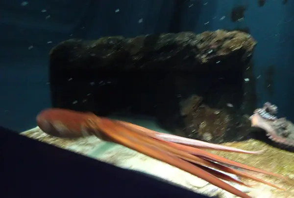 鶴岡市立加茂水族館（クラゲドリーム館）の写真・動画_image_689858