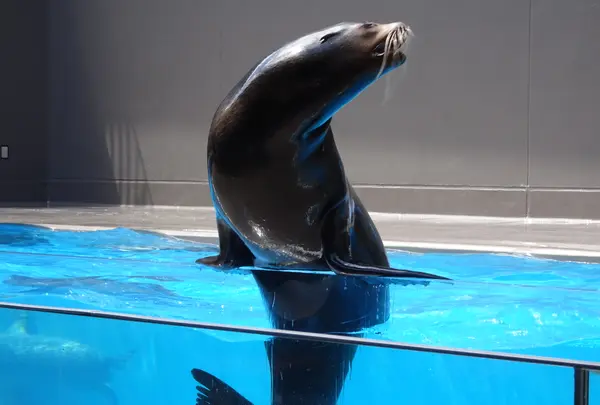 鶴岡市立加茂水族館（クラゲドリーム館）の写真・動画_image_689859