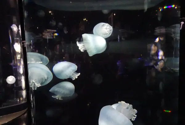 鶴岡市立加茂水族館（クラゲドリーム館）の写真・動画_image_689860